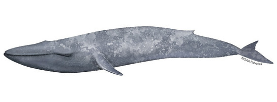 Blue whale, Channel Islands, whale watching, Whales & Co