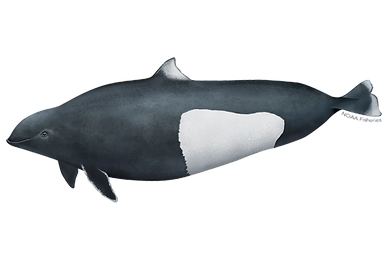 Dall's porpoise, Channel Islands, whale watching, Whales & Co