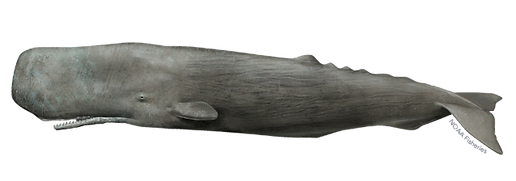 Sperm whale, Channel Islands, whale watching, Whales & Co