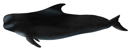 Short finned Pilot whale, Channel Islands, whale watching, Whales & Co