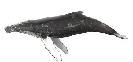 Humpback whale, Channel Islands, whale watching, Whales & Co