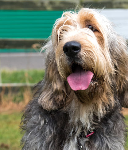 How to Take Care of an Otterhound