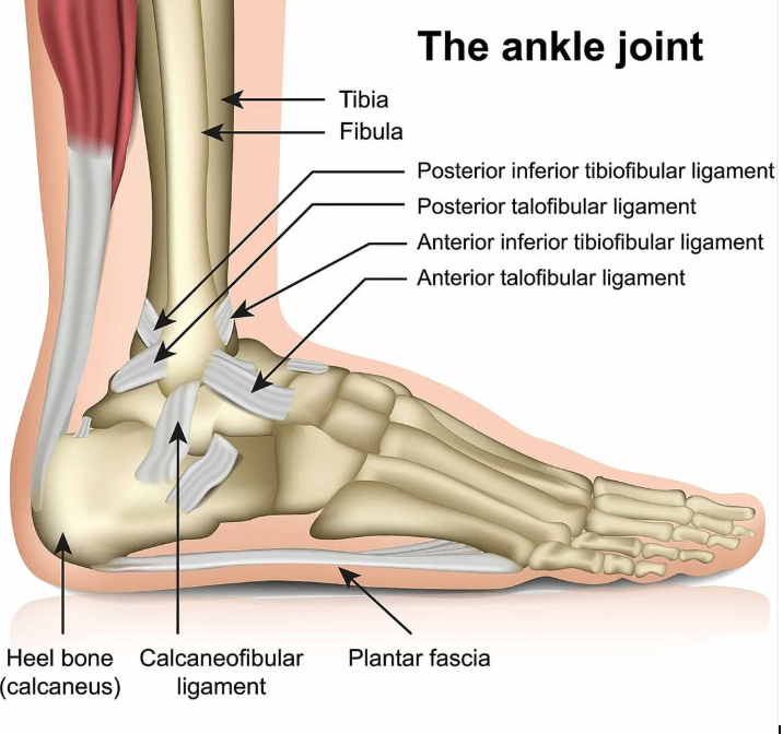 Illustration showing ATFL, CFL and other lateral ankle ligaments