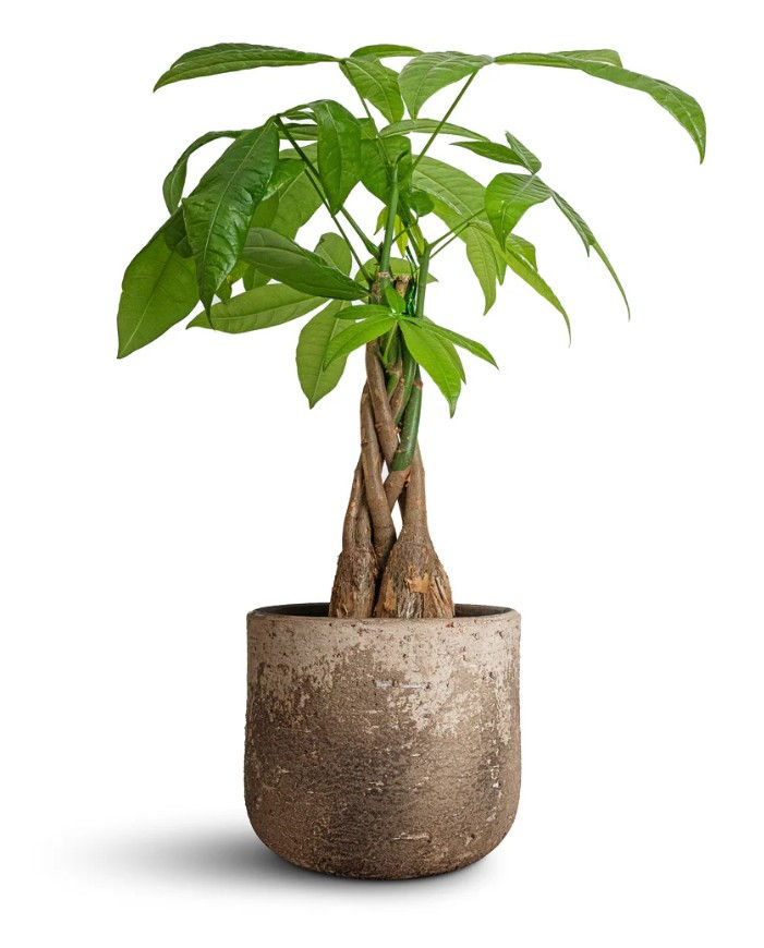 Thumbnail: Pachira aquatica - Money Tree