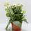 Thumbnail: ENRICH PLANTS: Kalanchoe blossfeldiana