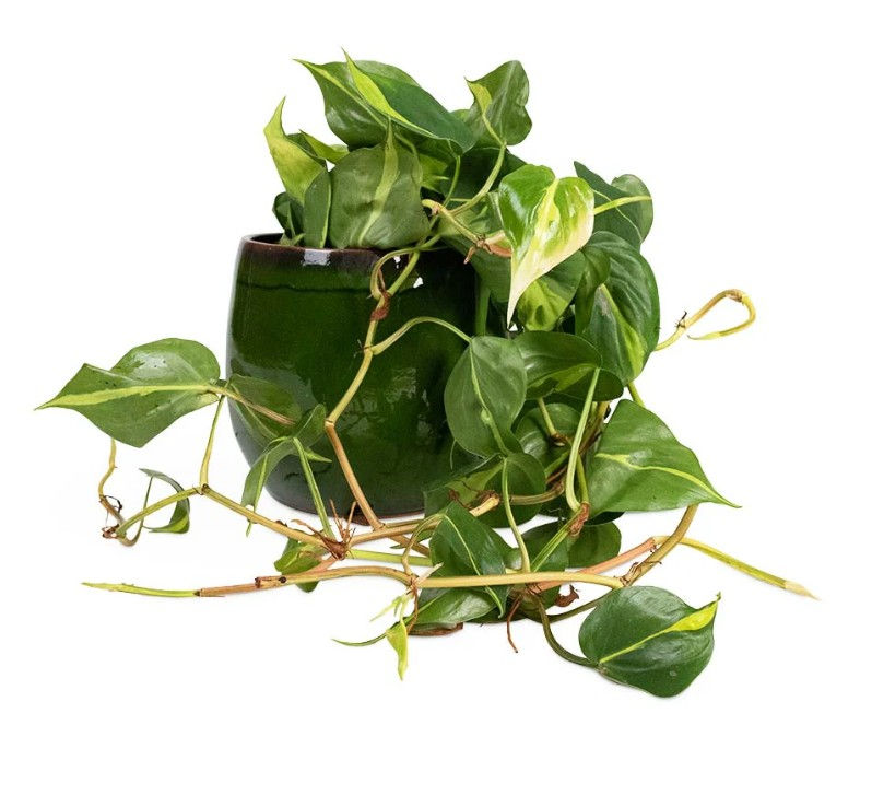 Thumbnail: Philodendron Scandens Brasil - Sweetheart Plant