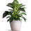 Thumbnail: Philodendron Birkin - White Wave