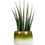Thumbnail: Sansevieria Fernwood Mikado - Snake Plant