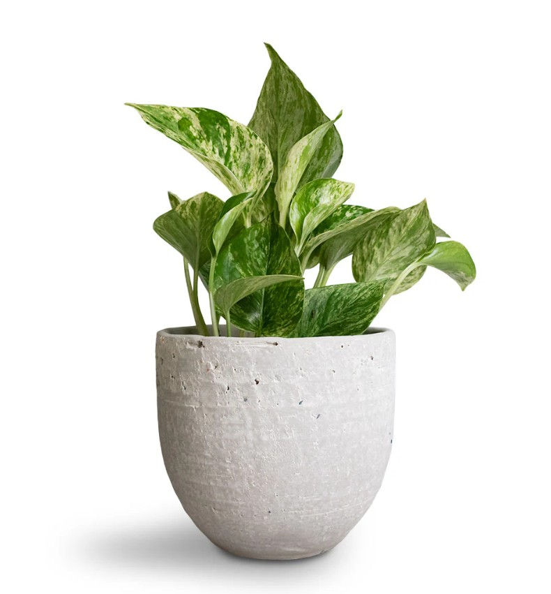 Thumbnail: Epipremnum qureum - Marble Queen Pothos