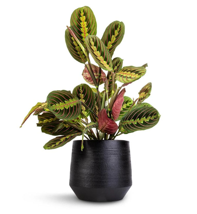 Thumbnail: Maranta Leuconeura var . erythroneura - Herringbone Plant