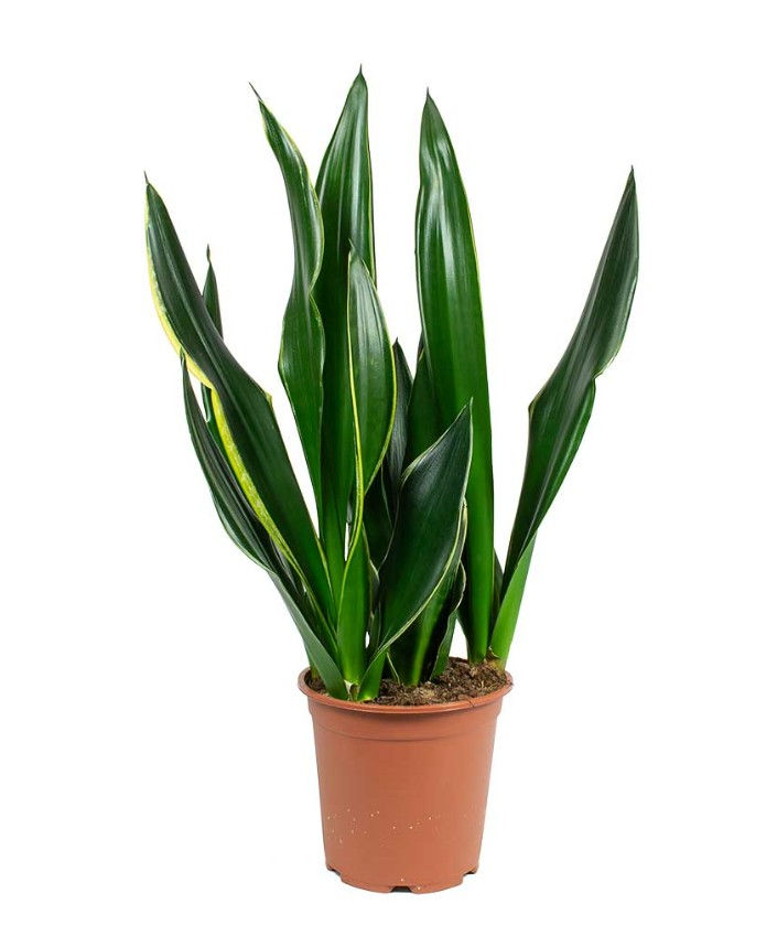 Sansevieria Trifasciata Diamond Flame - Snake Plant