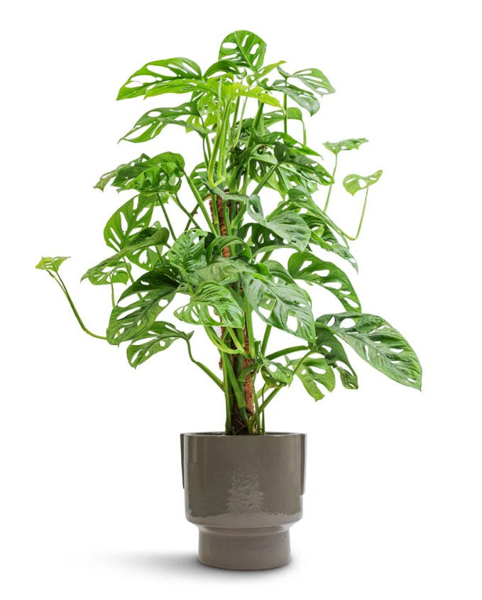 Thumbnail: Monstera Adansonii - Philodendron Monkey Mask - Moss Pole