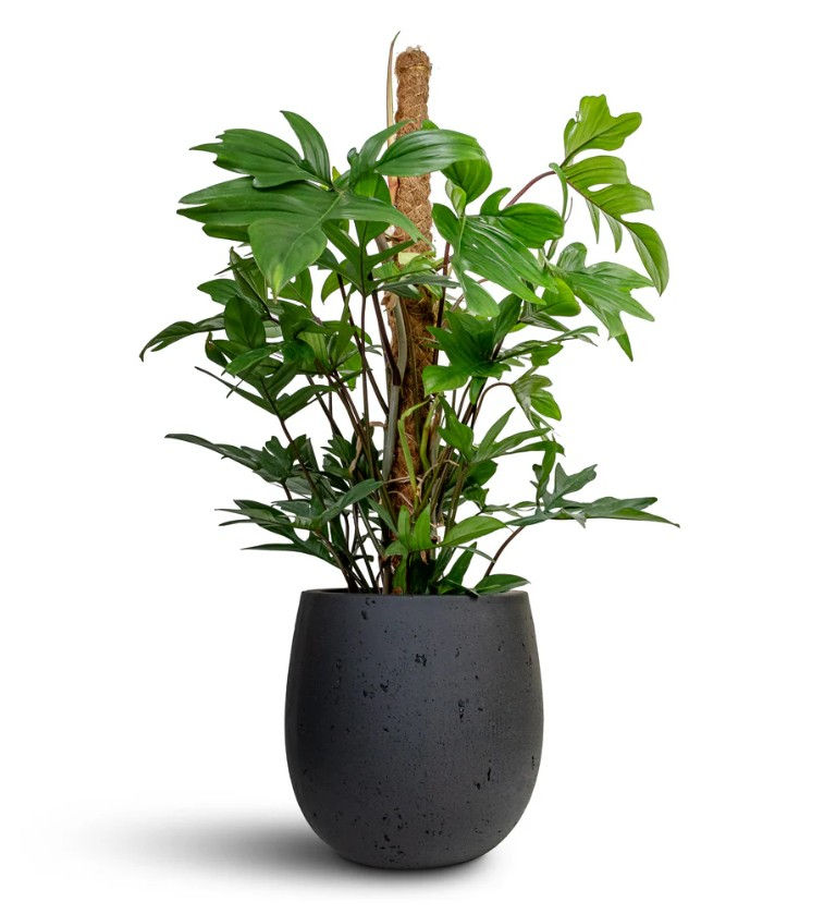 Thumbnail: Philodendron Hastatum Silver Queen - Mose Poll