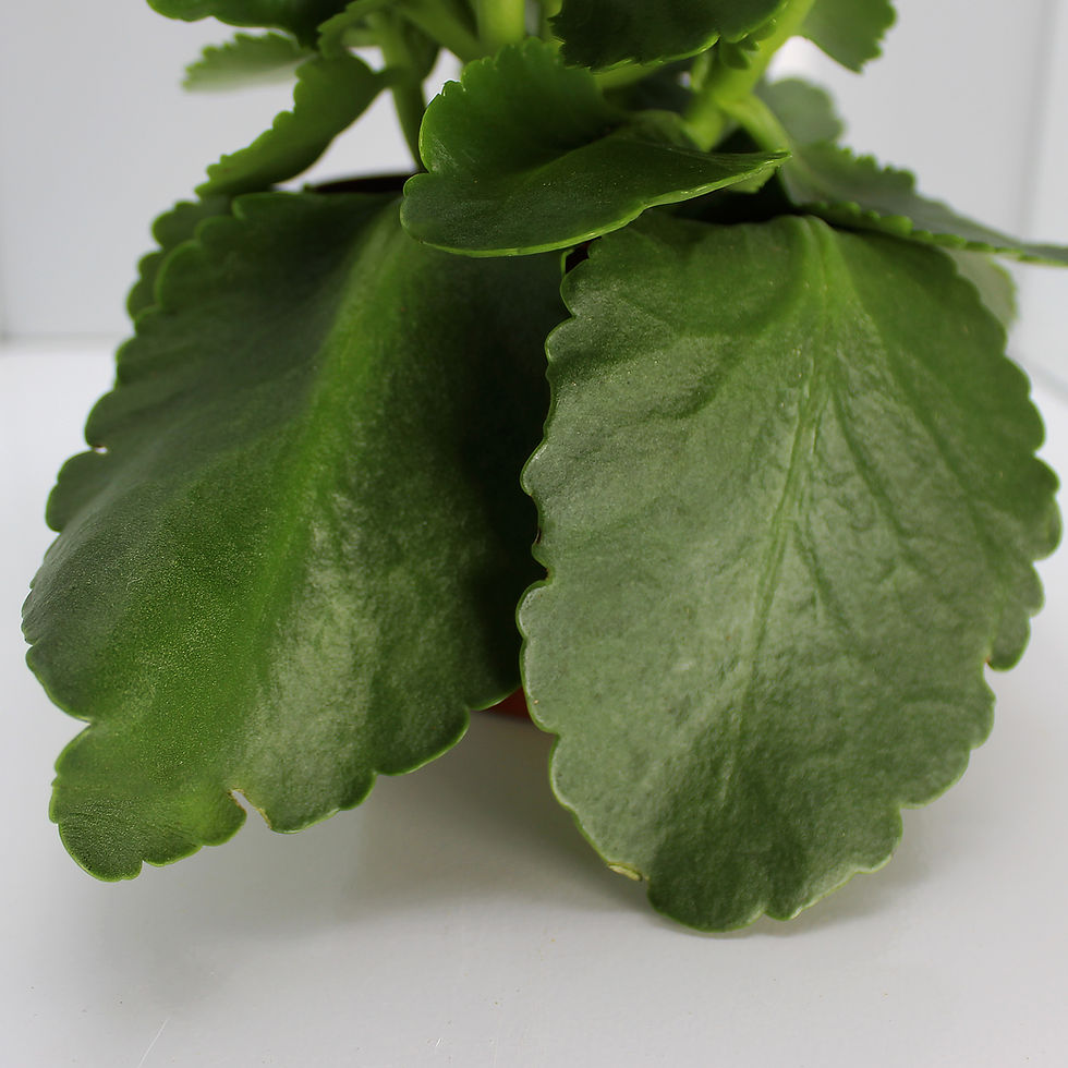 Thumbnail: ENRICH PLANTS: Kalanchoe blossfeldiana