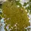 Thumbnail: Cassia Fistula (Purging Cassia/Indian Laburnum/Pudding-Pipe Tree/Golden Shower T