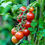 Thumbnail: Round Tomato Seeds Agrimax