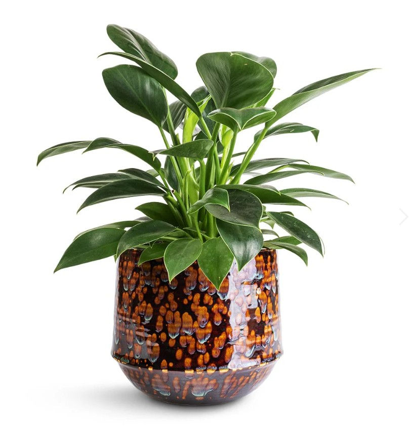 Thumbnail: Philodendron Erubescens Green Princes