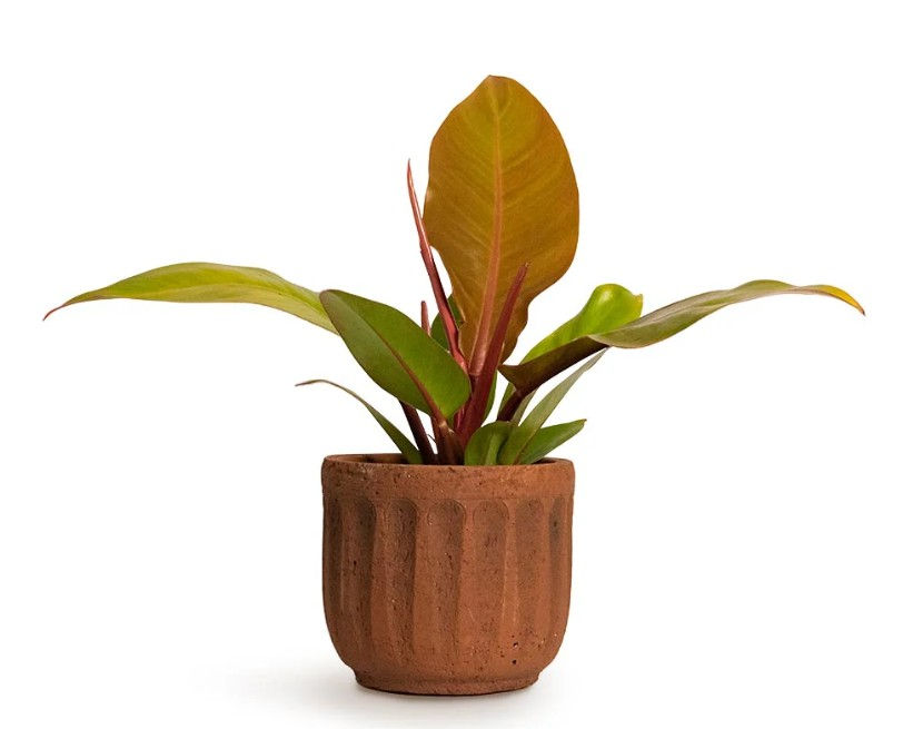 Thumbnail: Philodendron Prince of Orange