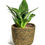 Thumbnail: Sansevieria Trifasciata Hahnii - Birds Nest Snake Plant