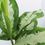 Thumbnail: Aglaonema Diamond Bay