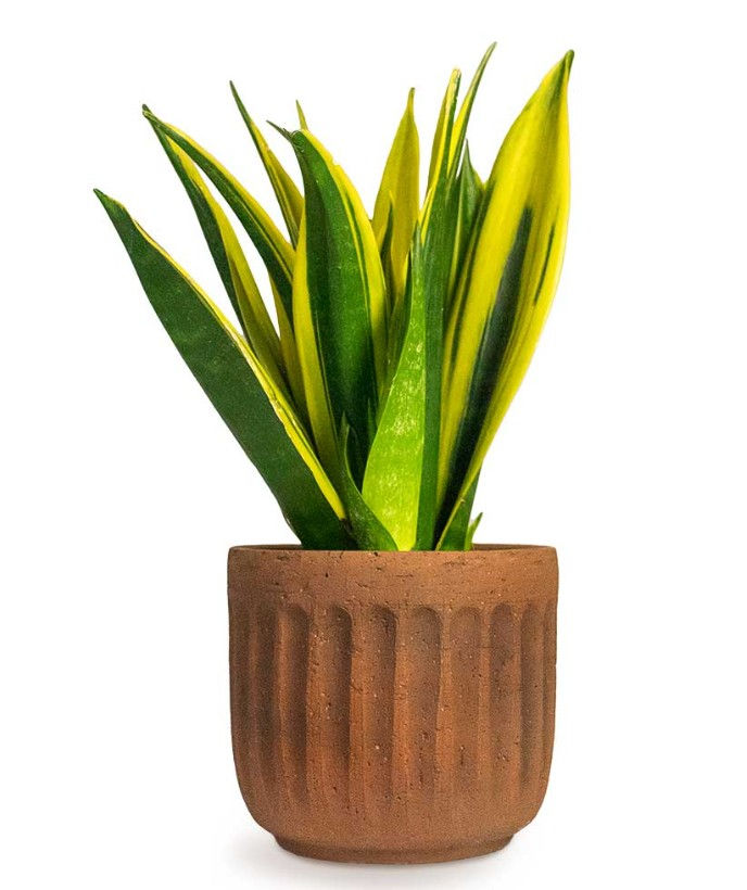 Thumbnail: Sansevieria Trifasciata Golden Flame - Snake Plant
