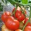 Thumbnail: Round Tomato Seeds Agrimax