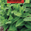 Thumbnail: Mint Seeds Agrimax