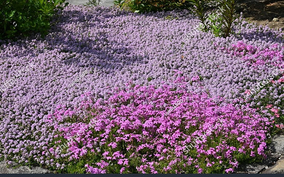 stock-photo-thyme-flowers-lamiaceae-evergreen-shrub-it-is-an-herb-with-a-fresh-scent-and-i