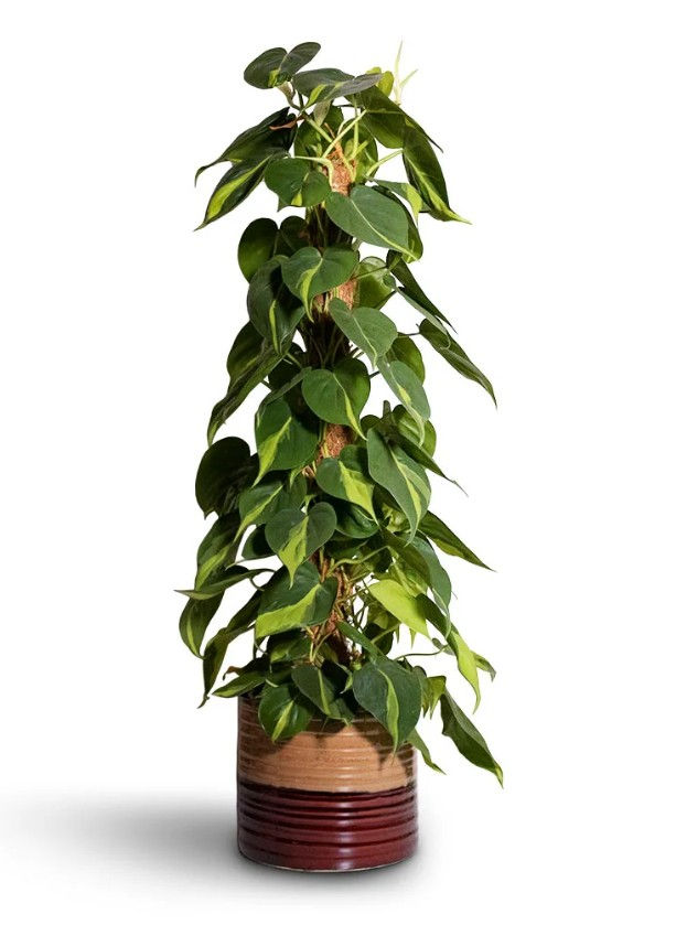 Thumbnail: Philodendron Scandens Brasil Sweetheart Plant - Moss Pole
