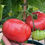 Thumbnail: Beef Tomato Seeds Agrimax