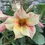 Thumbnail: Adenium “ Grafted” (Sabi Star/Desert Rose/Impala Lily/Kudu/Mock Azalea)