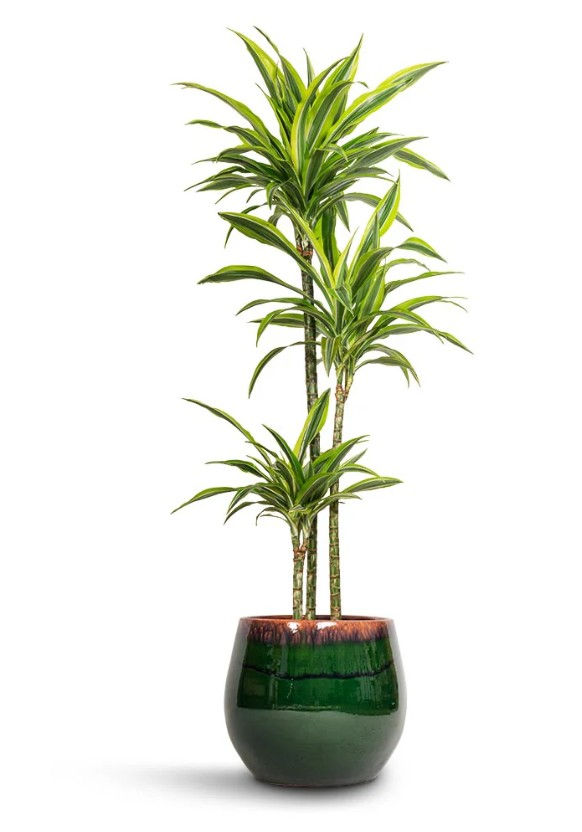 Thumbnail: DRACAENA FRAGRANS 
LEMON LIME (3 ROW)