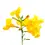 Thumbnail: Tabebuia Argentea (Caribbean Trumpet Tree/Silver Trumpet Tree/Tree of Gold/Yello