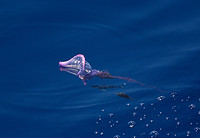 man'o'water