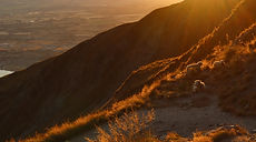 roys peak