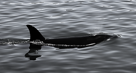 orca whale