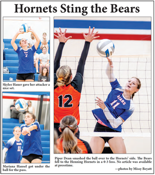 Hornets Sting the Bears