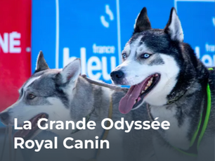 22 Janvier 2026 La Grande Odyssée Royal Canin : Vivez la Finale Spectaculaire à Villard-de-Lans !