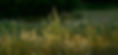 Grass.jpg