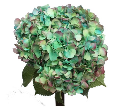 Airbrushed Unicorn Hydrangea