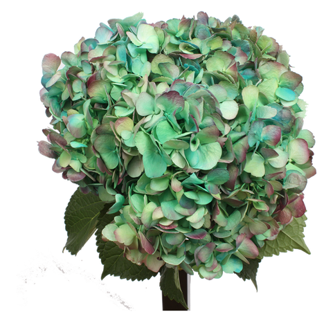 Airbrushed Unicorn Hydrangea
