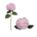 Tinted Light Lavender