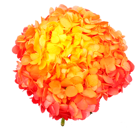 Orange Summer