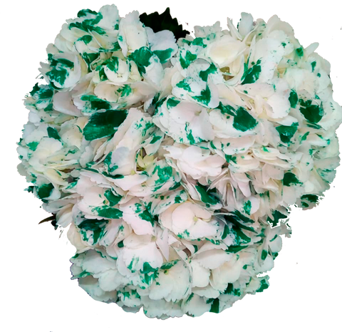 White - Green Bicolor