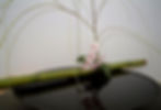 japanese-ikebana-11