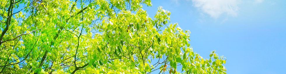 banner option without logo.png
