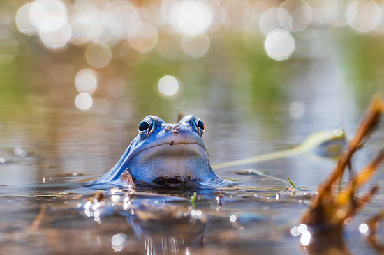 Frosch_C-iStock-Roman Bjuty