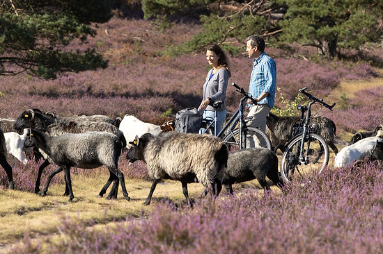 Hausselberg Schnucken Fahrrad_C-Lüneburger Heide GmbH