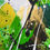 Miniature : Explosion II