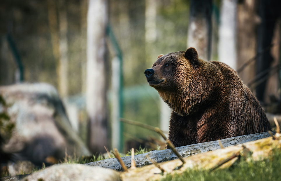 GrizzlyBear_1920x1236.png